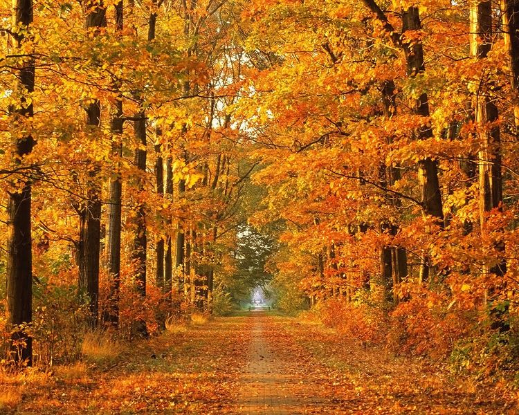 File:Herbst.jpg