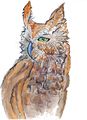 Owl Illustration