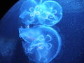 Jellyfishes (Zoo Berlin), Lorena's picture