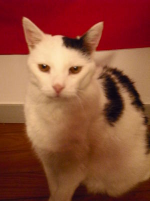 Anna's cat in 2012